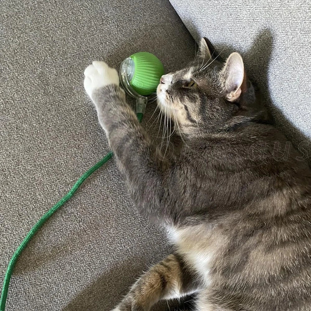 PetMind Interactive Smart Toy for Cats & Dogs + 50% Off Storewide + While Stock Lasts